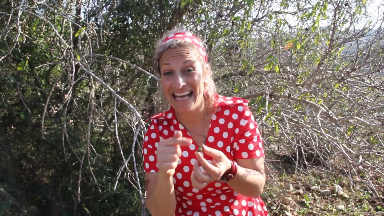 טו בשבט – עץ השקד